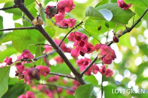 檀花|マユミとは｜育て方がわかる植物図鑑｜みんなの趣味の園芸（N